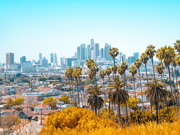 los angeles city skyline with trees in foreground